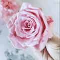 IMG_3128 - BLOSSOMY