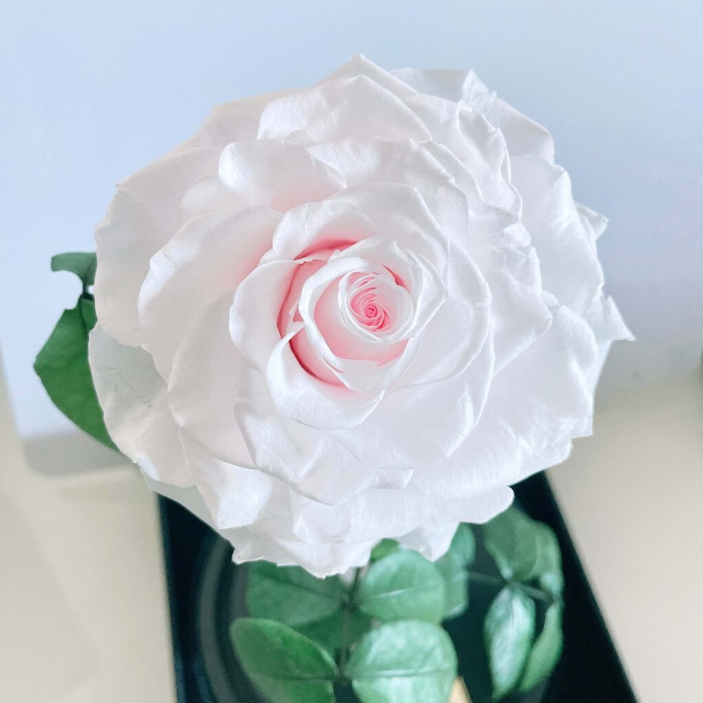 Enchanted White Rose Dome - BLOSSOMY