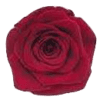 Dark Red