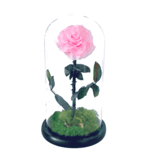 Enchanted Pink Rose Dome
